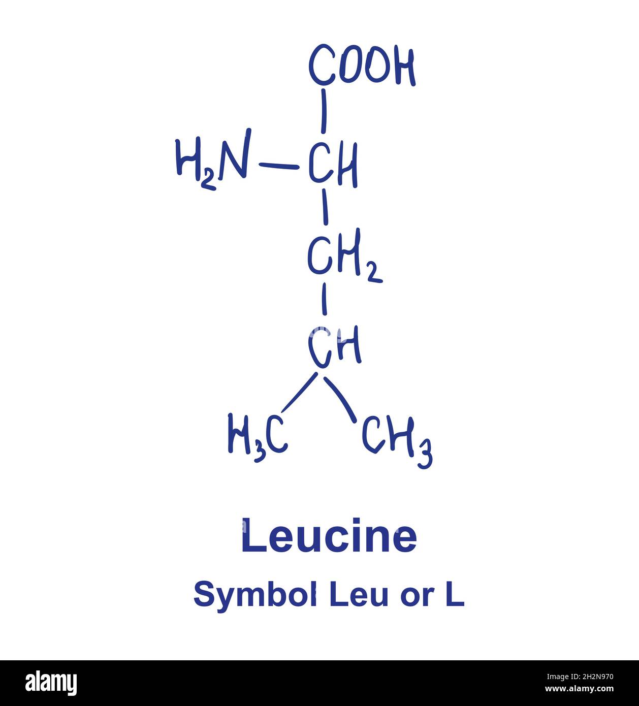 Chemische Struktur von Leucin. Vektorgrafik von Hand gezeichnet Stock Vektor