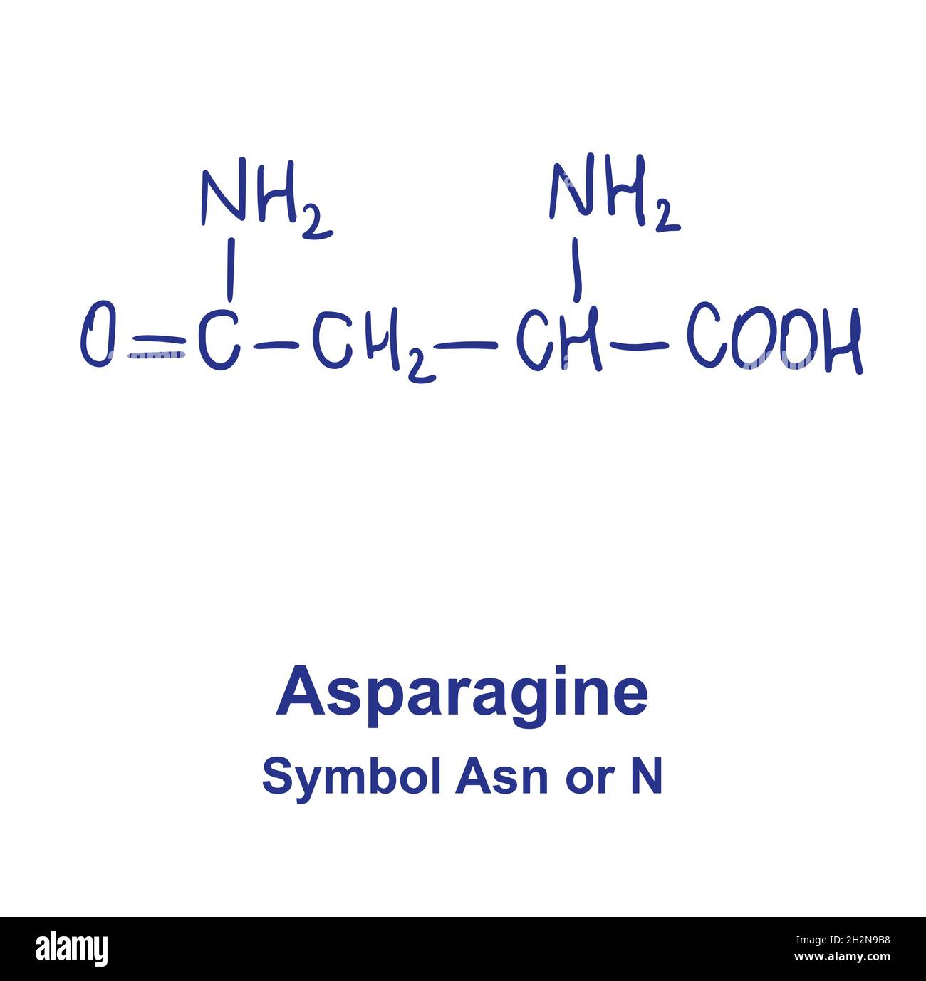 Chemische Struktur von Asparagin. Vektorgrafik von Hand gezeichnet Stock Vektor