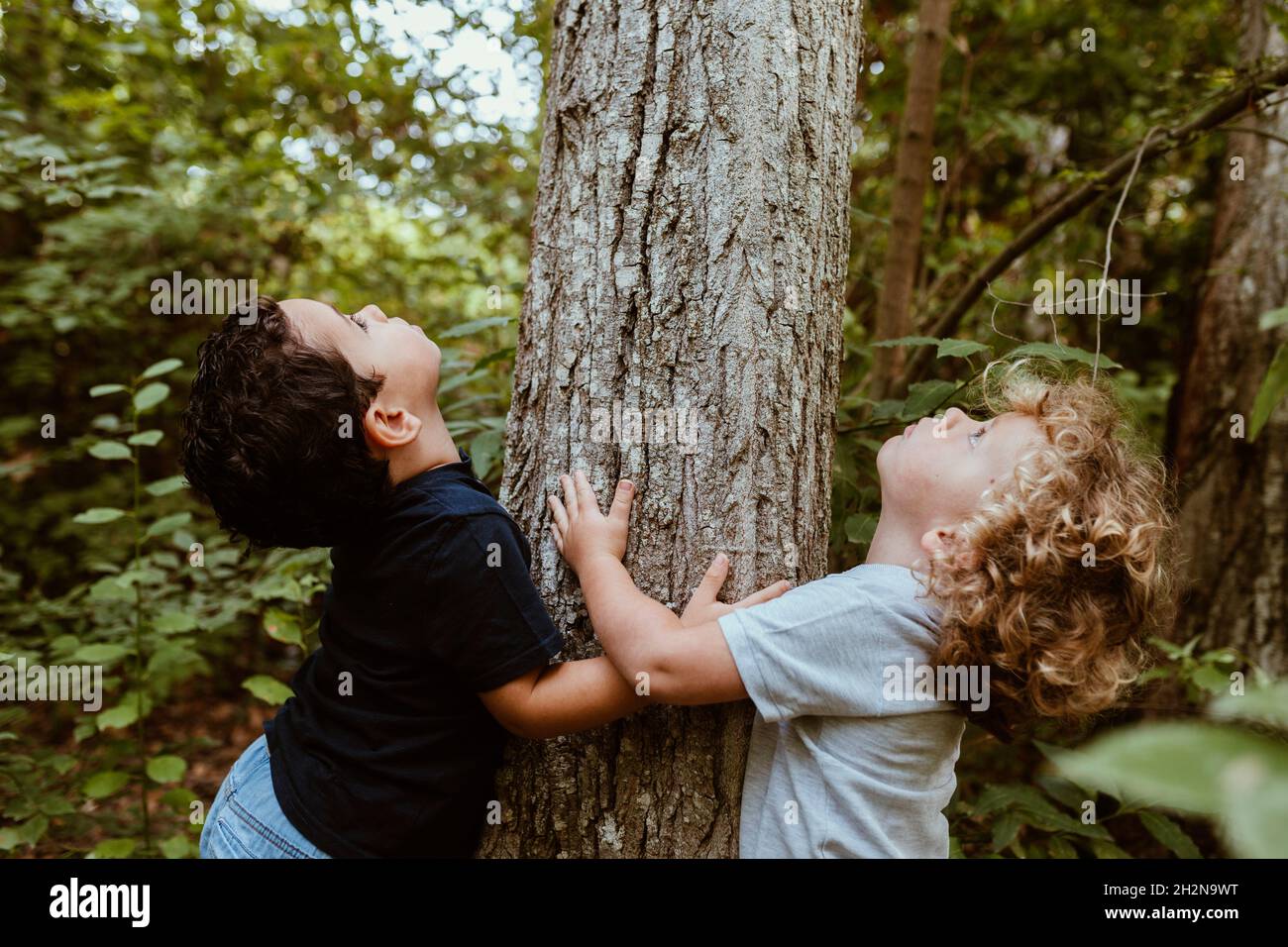 Jungen schauen nach oben, während sie sich im Wald an den Baum schmiegen Stockfoto