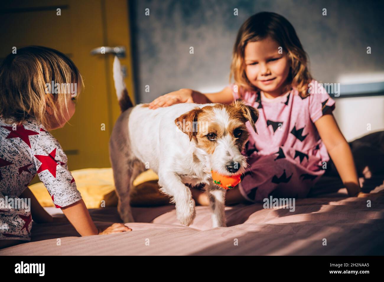 Lächelndes Mädchen streichelte Jack Russell Terrier auf dem Bett Stockfoto
