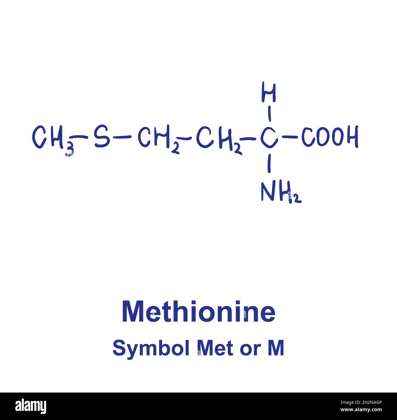 Chemische Struktur von Methionin. Vektorgrafik von Hand gezeichnet Stock Vektor