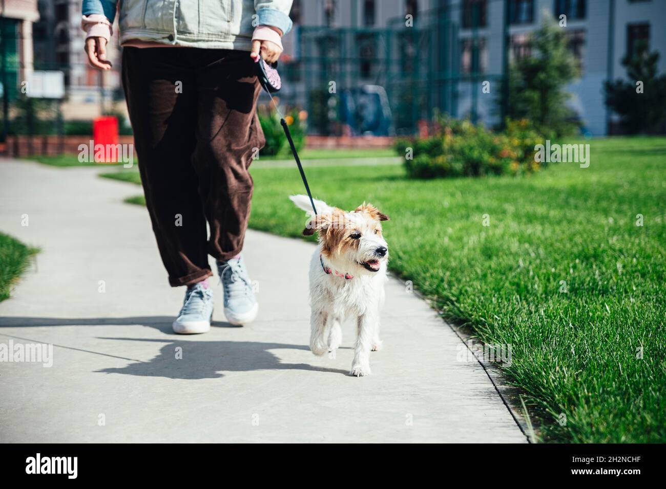Frau mit Jack Russell Terrier beim Spaziergang im Park Stockfoto