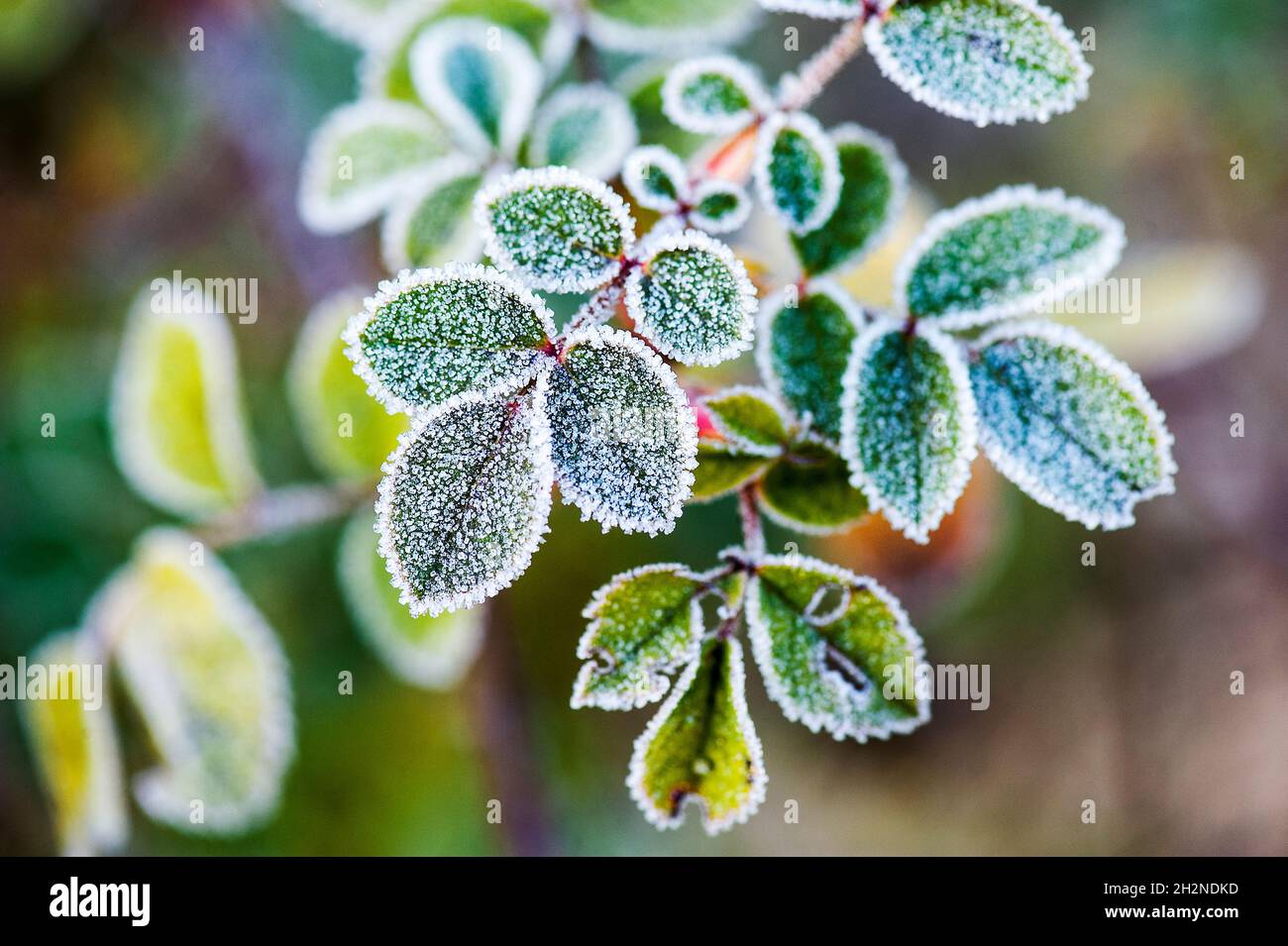 Rosenblätter des Hundes sind mit Frost bedeckt Stockfoto