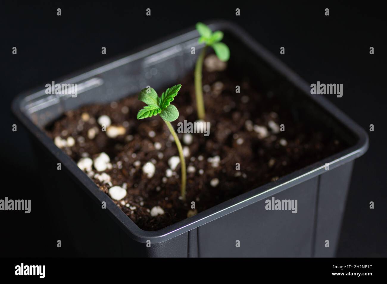 Kleine medizinische Marihuana- oder Hanfsämlinge, die im Boden in schwarzen Töpfen wachsen Stockfoto