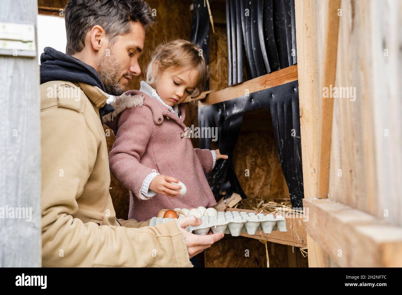 Nettes Mädchen mit Vater, der Eier im Tablett im Hühnerstall hält Stockfoto