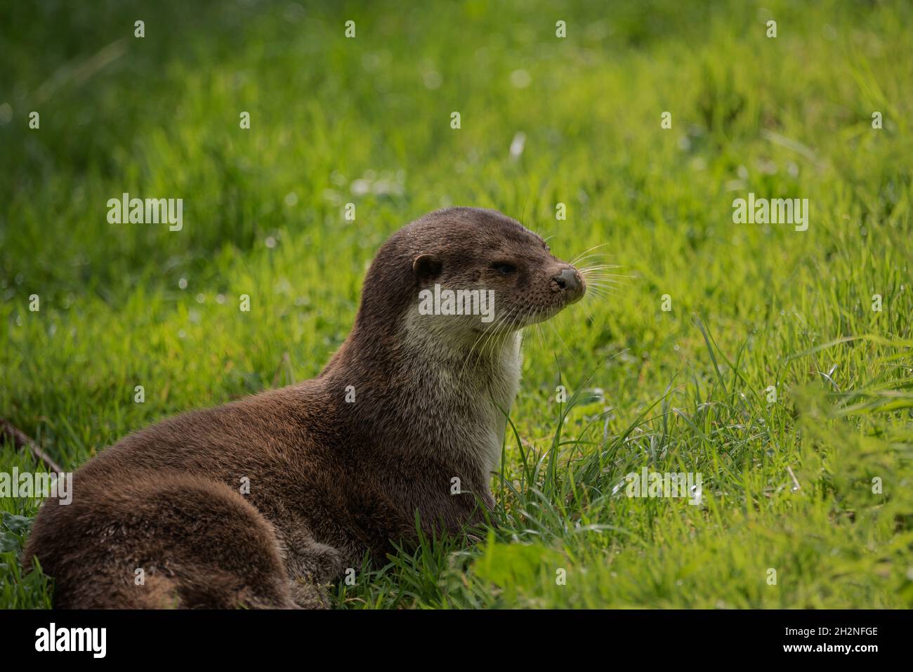 Schönes Porträt von Otter Mustelidae Lutrinae im Sommer Sonnenlicht auf üppigem Gras Stockfoto