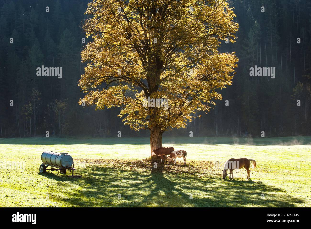 Österreich, Steiermark, Ramsau am Dachstein, Viehweiden auf Herbstweiden Stockfoto