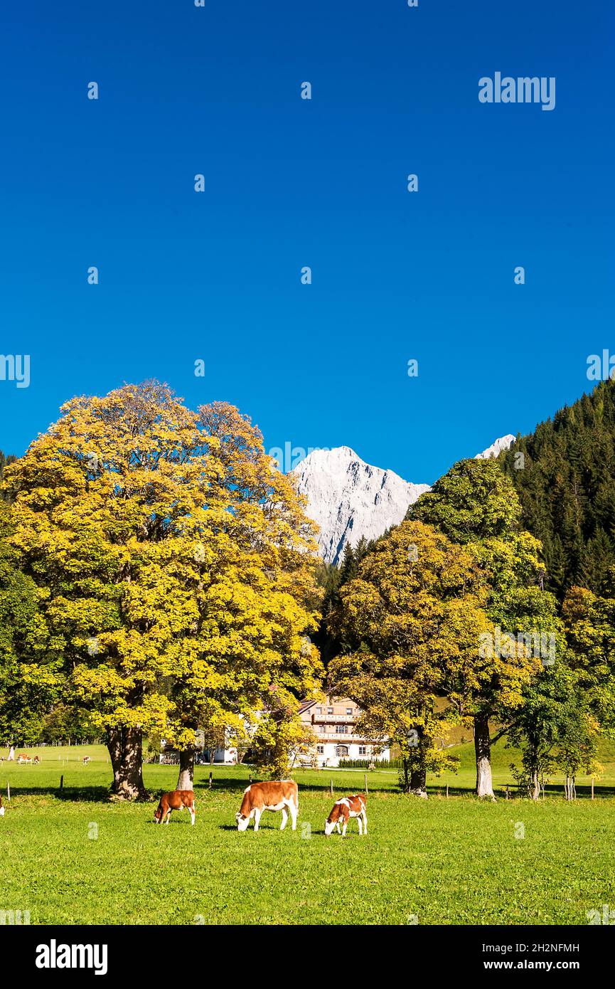 Österreich, Steiermark, Ramsau am Dachstein, Viehweiden auf Herbstweiden Stockfoto