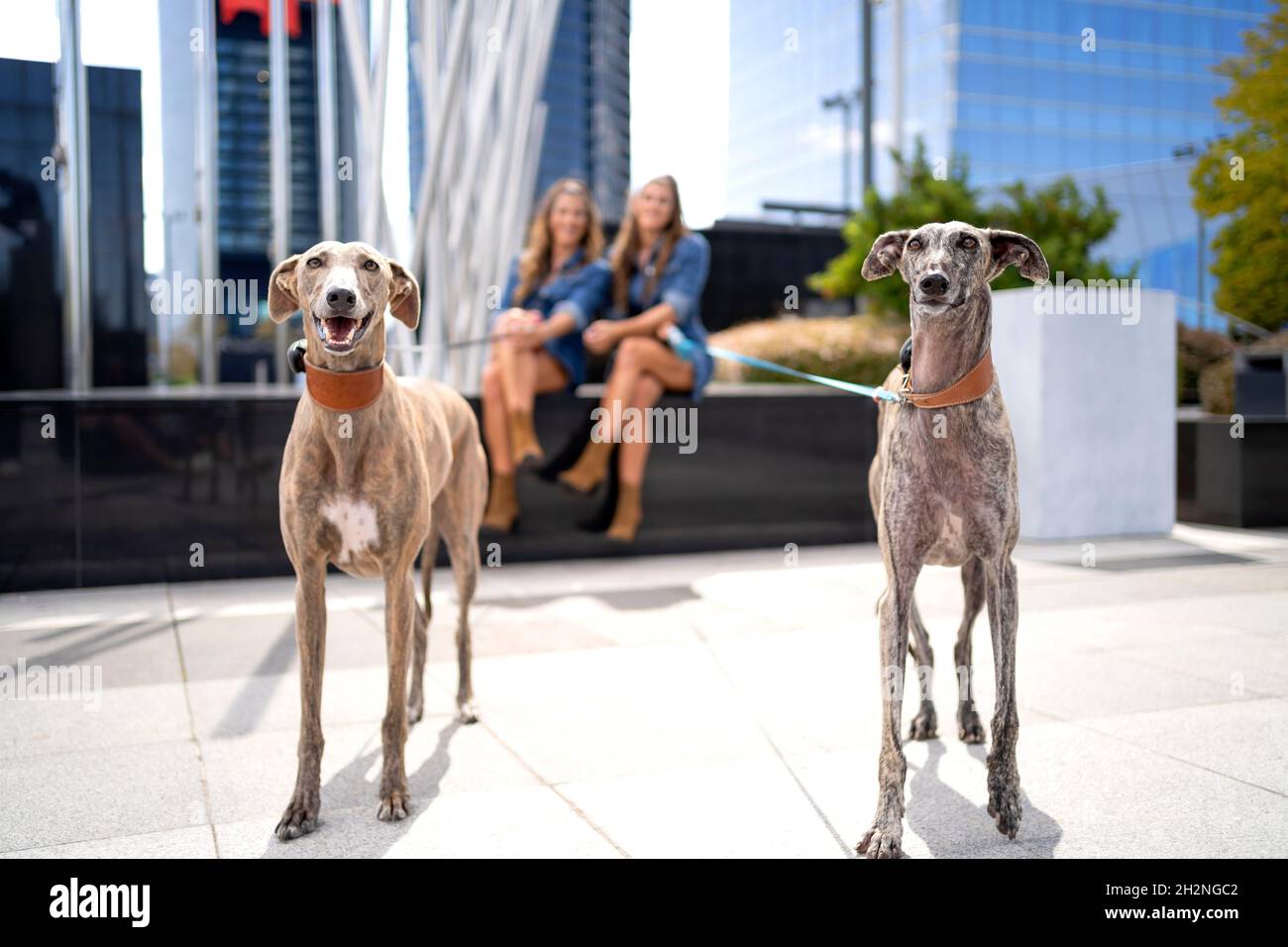 Hunde mit Hundehalsband und Tierleine stehen auf dem Fußweg Stockfoto