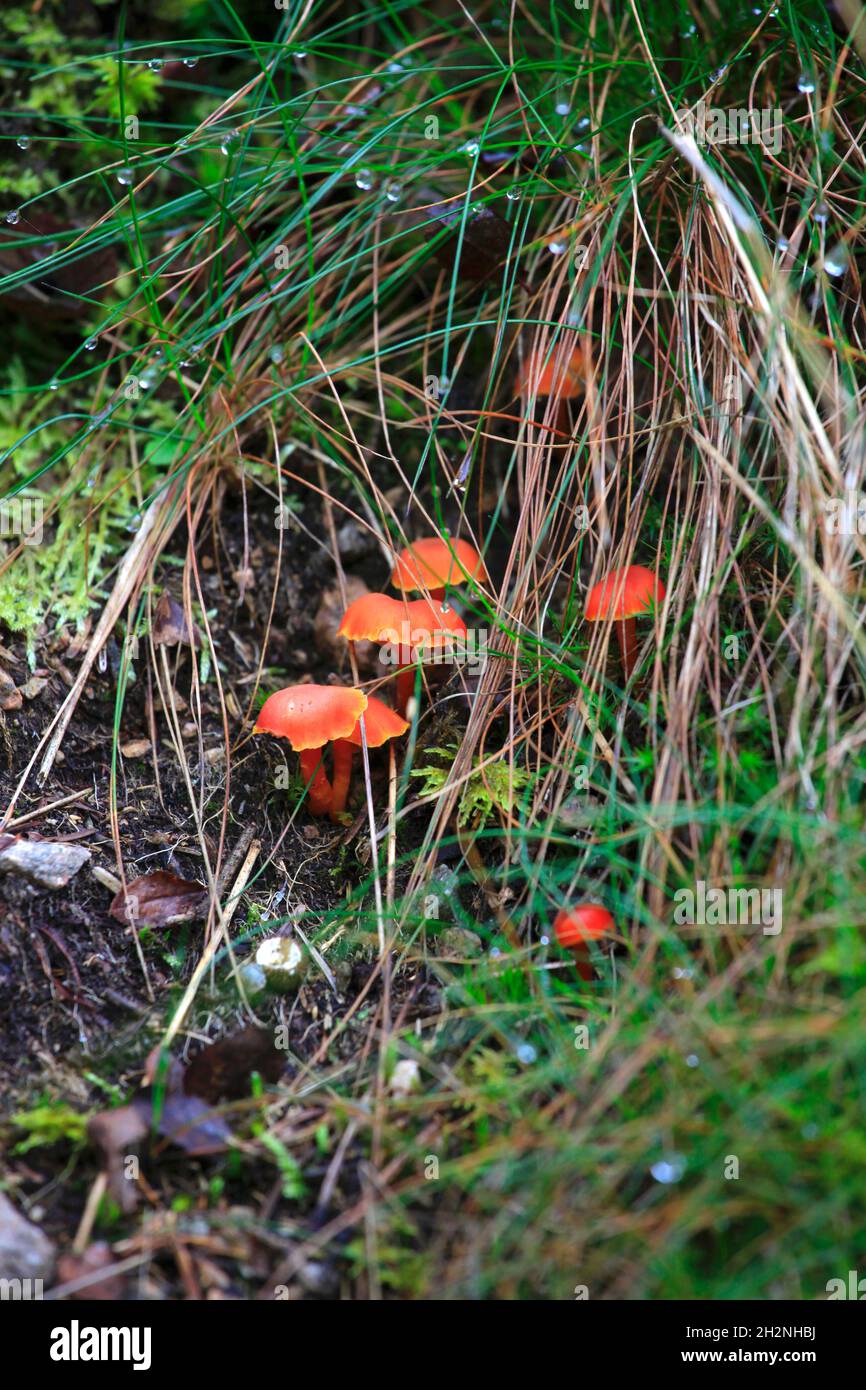 Braune Pilze wachsen auf Waldboden Stockfoto