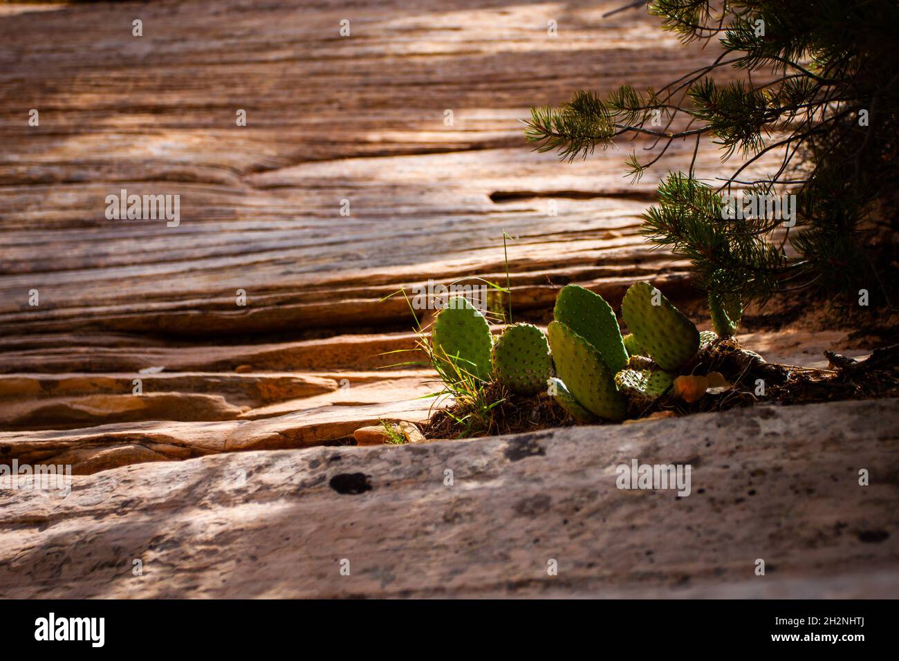 Spineless Kaktus Kaktus Kaktusfeige ohne Früchte in wilder Nahaufnahme Opuntia Kaktus Pflanzen in der Wildnis, die auf Sandsteinschichten an sonnigen Tagen wachsen Stockfoto