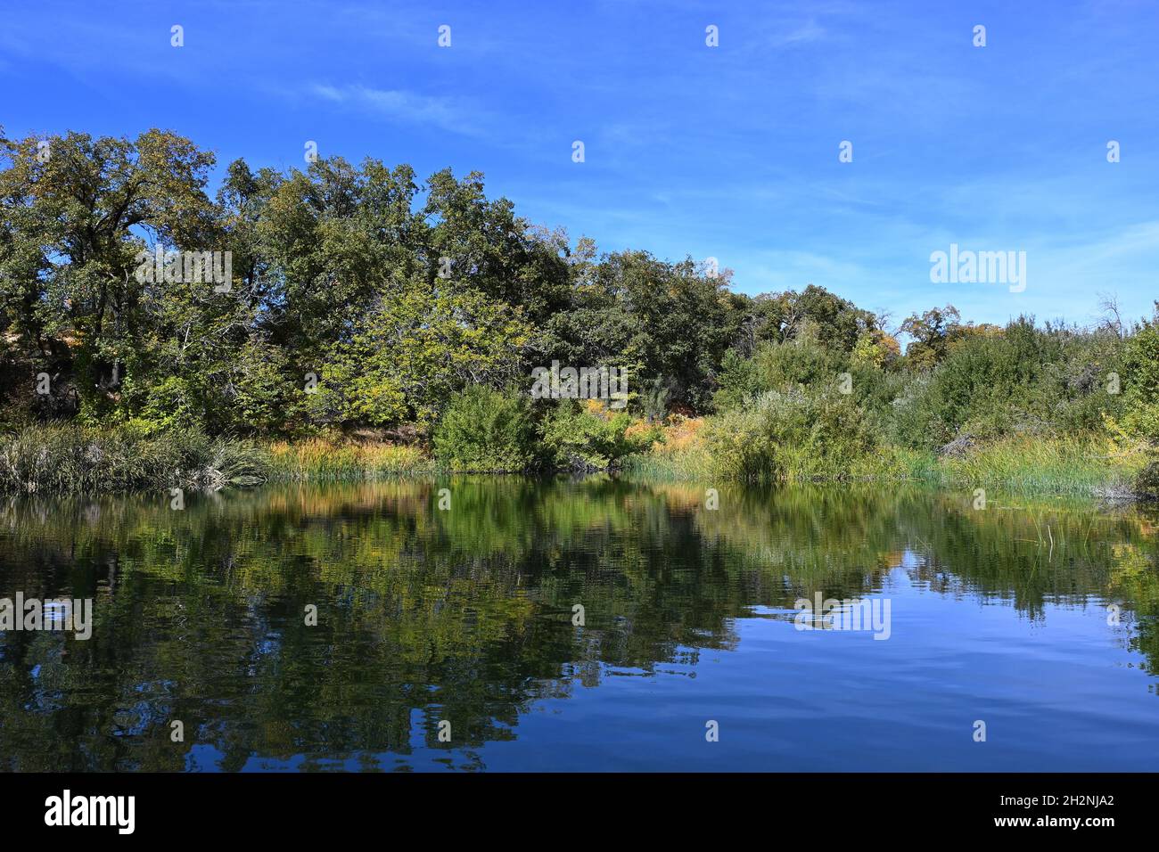 Red-Wing Pond im Wildlands Conservancy Oak Glen Preserve in den Ausläufern der San Bernardino Mountains. Stockfoto