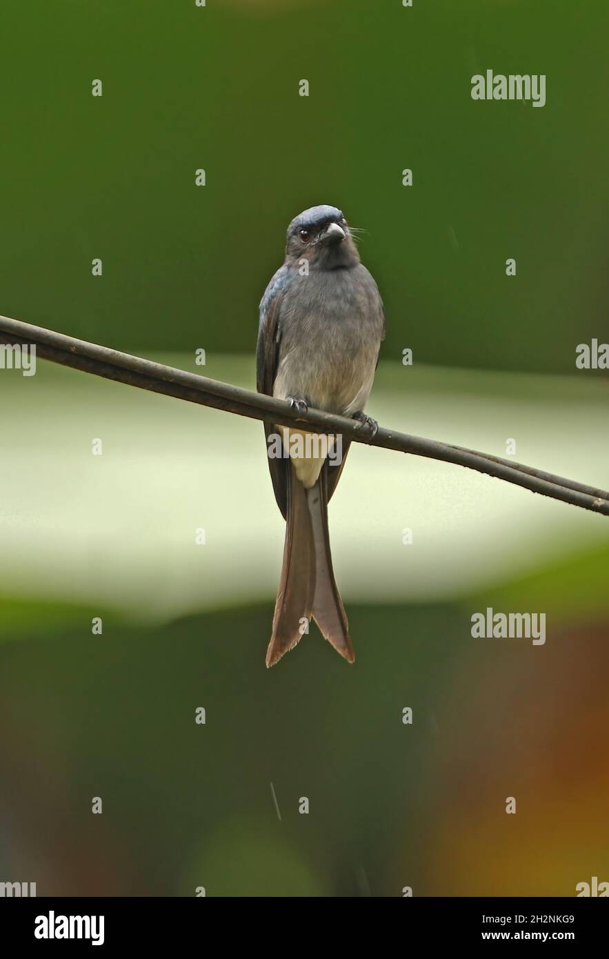 Weißbauchiger Drongo (Dicrurus caerulescens insularis) Erwachsener, der auf der Stromleitung in Sri Lanka bei Regen (endemischer Rasse Sri Lankas) thront De Stockfoto