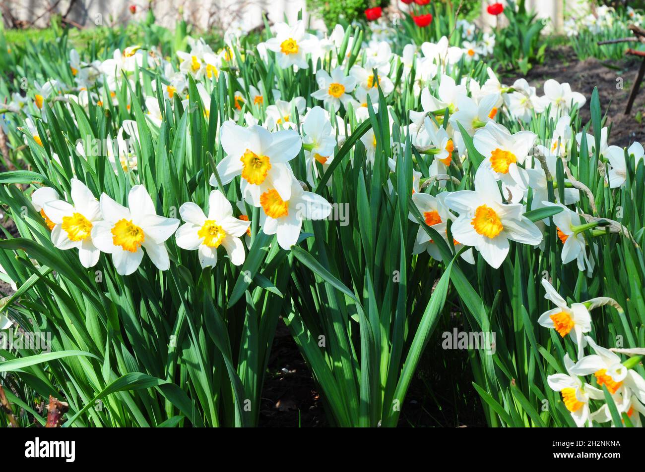 Weiße Narzisse in einer Gruppe, die in einem Gartenblumenbett wächst. Wachsende Weiße Narzissenblüte. Blumenbeet von Narzissen, die auf einem Narzissen-Garten wachsen Stockfoto