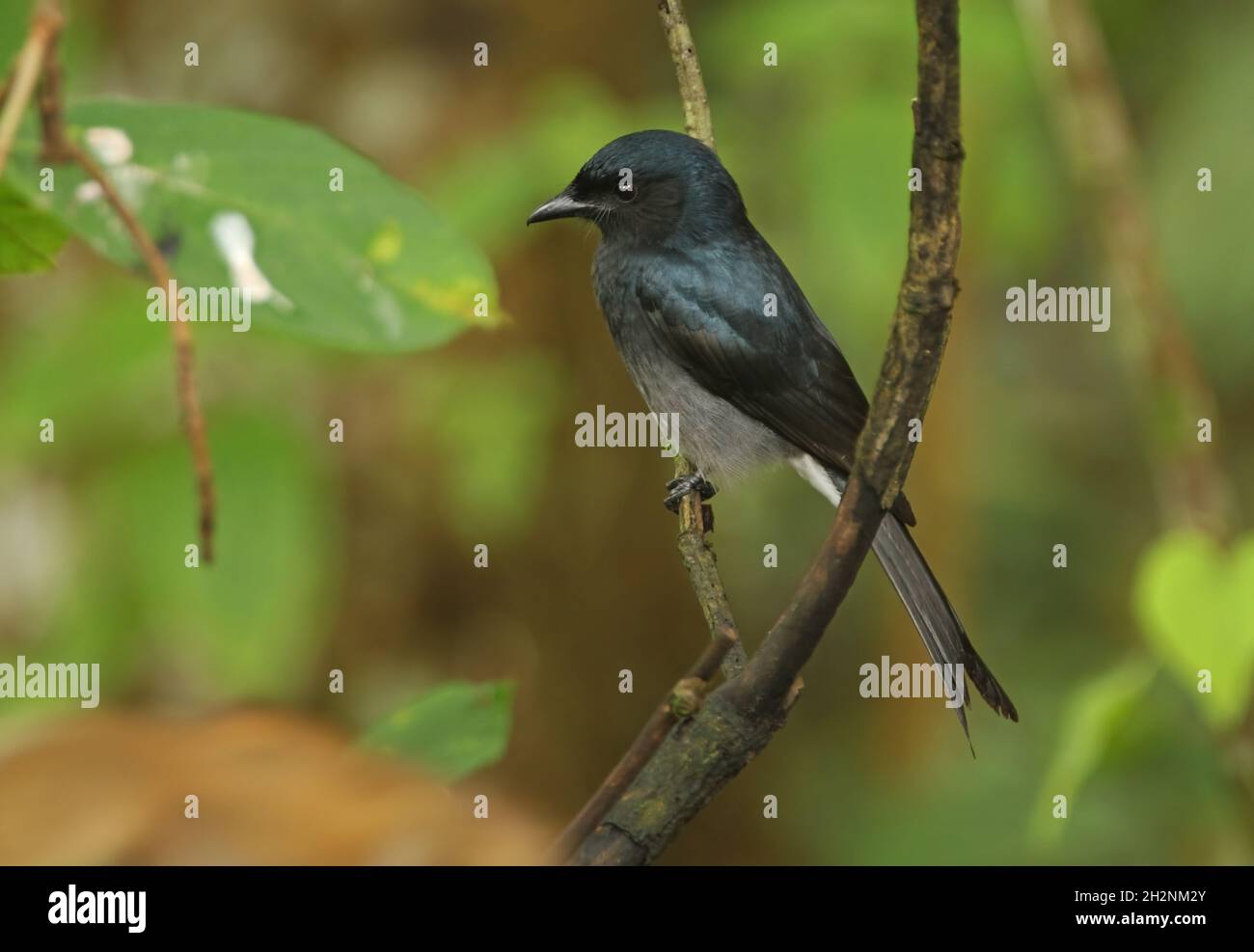 Weiß-belüfteter Drongo (Dicrurus caerulescens leucopygialis) Erwachsener, der auf einem Zweig (endemische Rasse Sri Lankas) in Sri Lanka thront Dezember Stockfoto