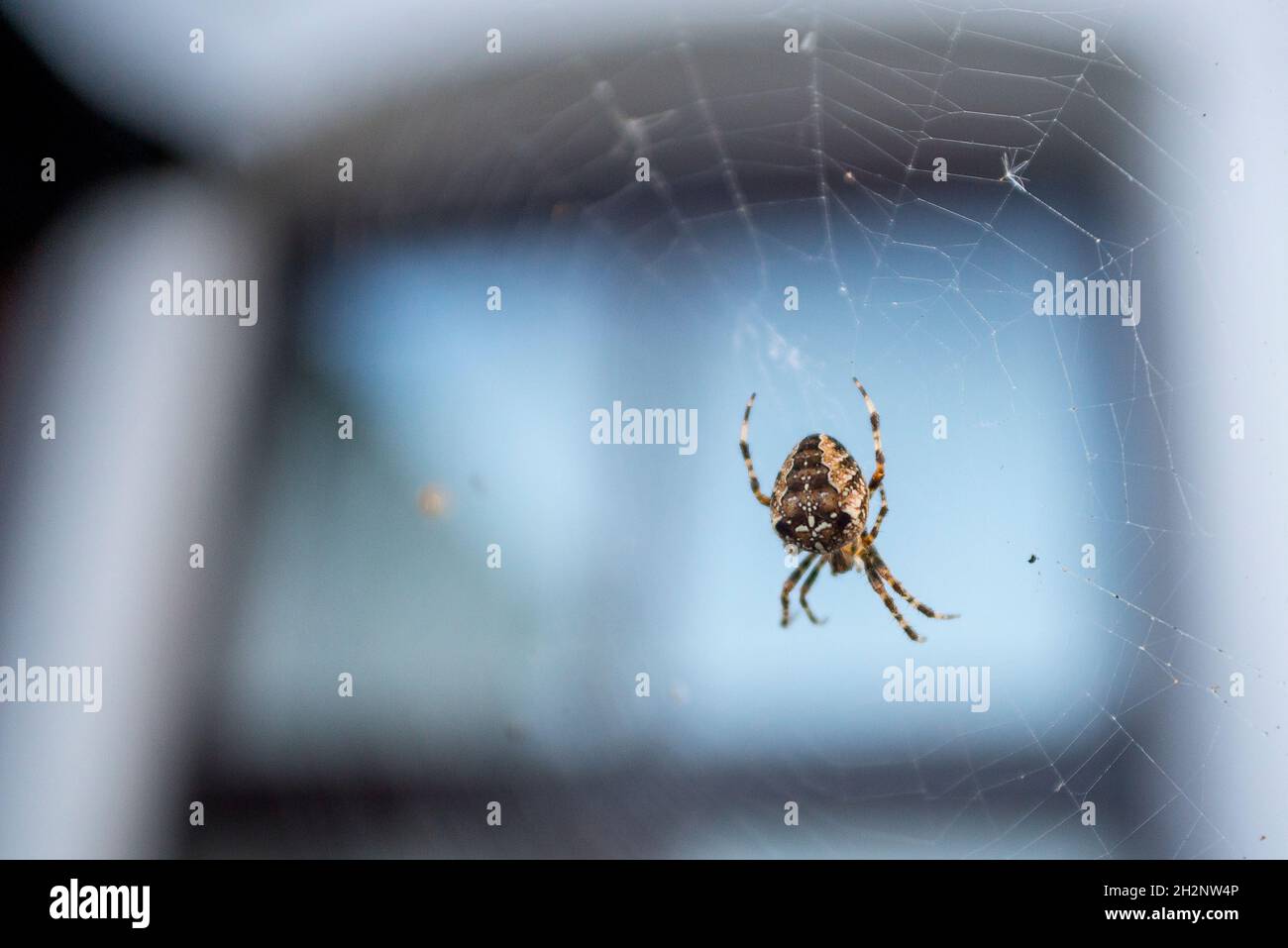 Wolfsspinnen im Netz Stockfoto