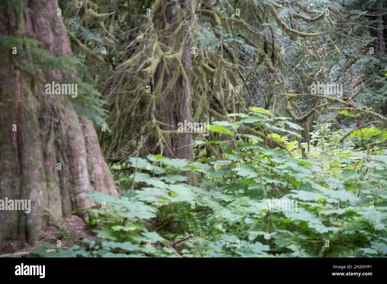 Boreal Rain Forest, Great Bear Rainforest Stockfoto