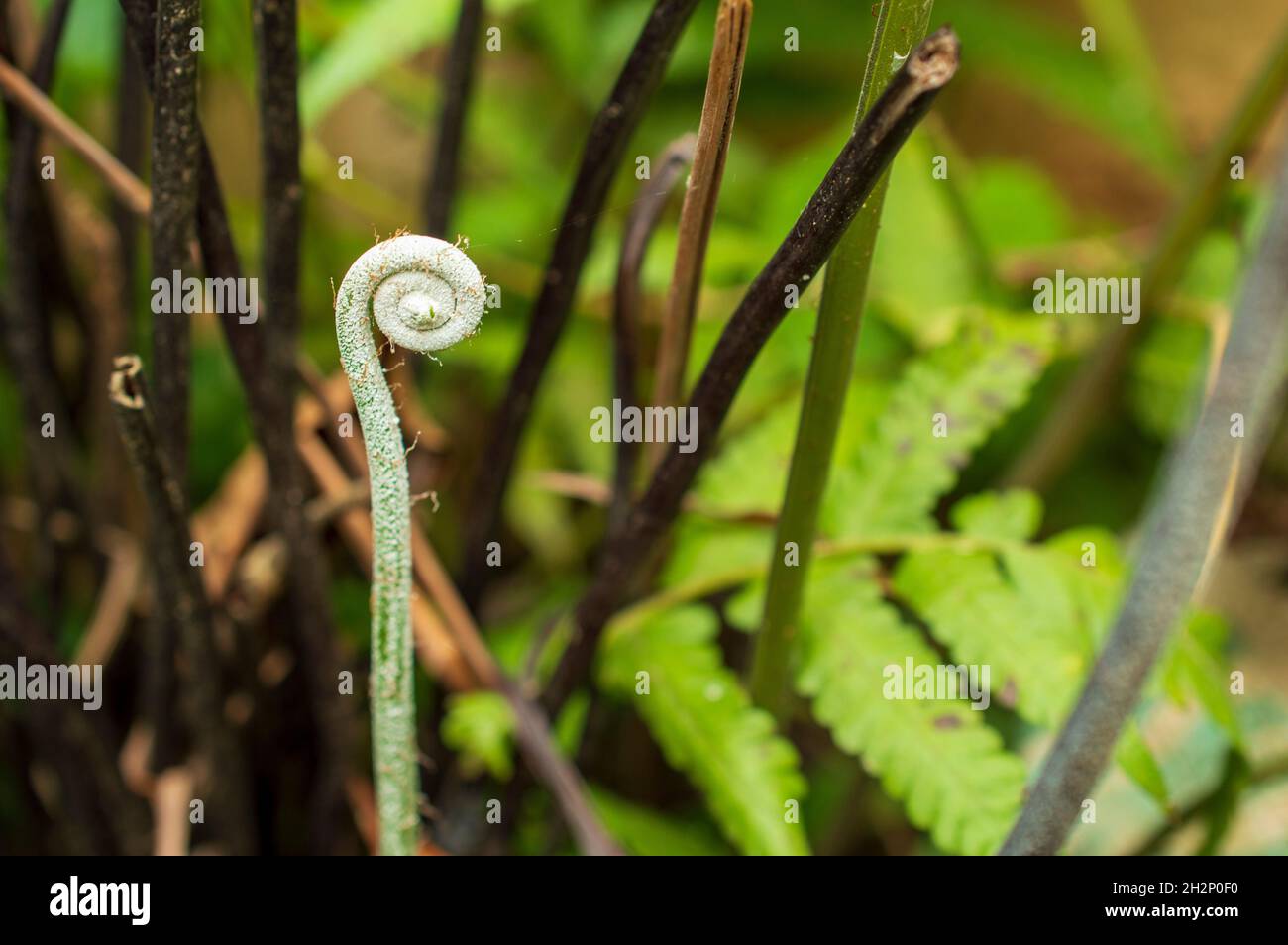 Kletterer sind Pflanzen mit einem zarten Stamm, die mit Hilfe von äußerer Unterstützung wachsen. Diese Pflanzen produzieren ein Garn oder einen Haken aus ihren Blättern, um zu klettern. Stockfoto