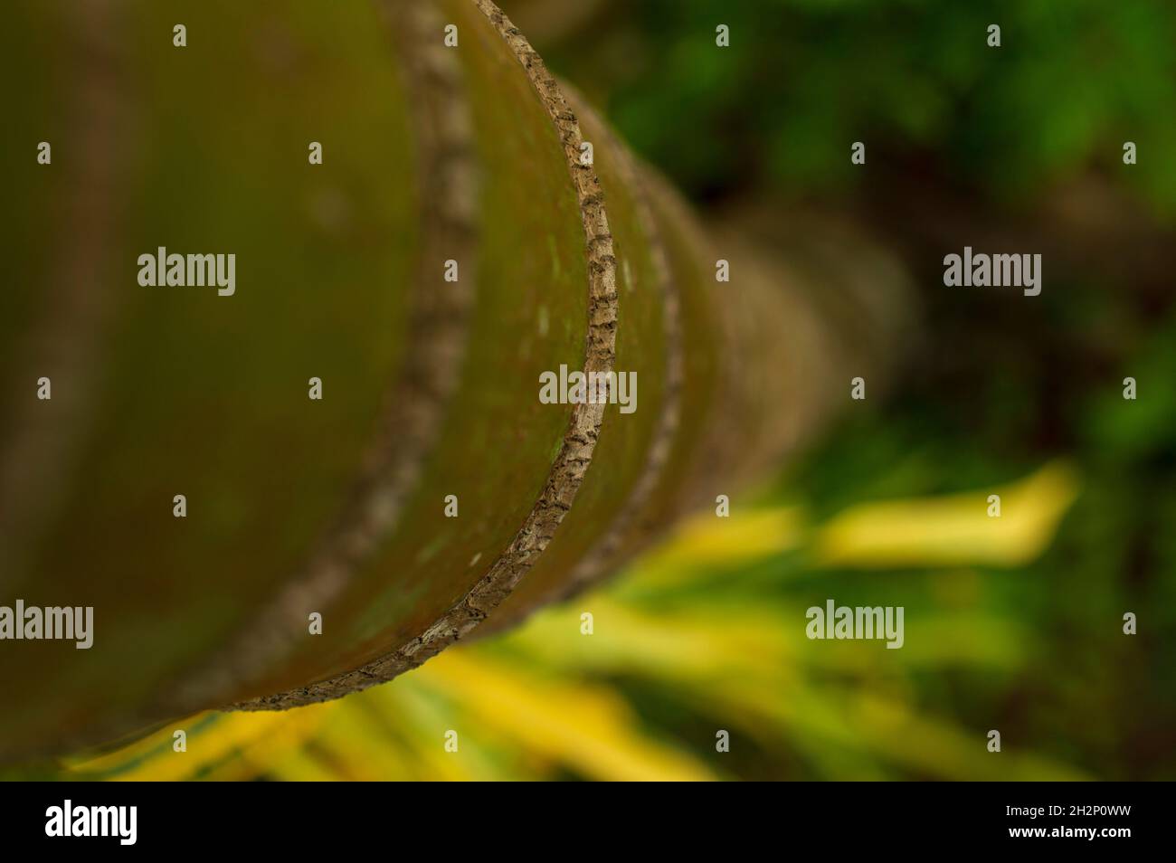 Der Arecanut-Baum hat eine glatte, ungebrochene Baumrinde mit einem regelmäßigen Muster. Stockfoto