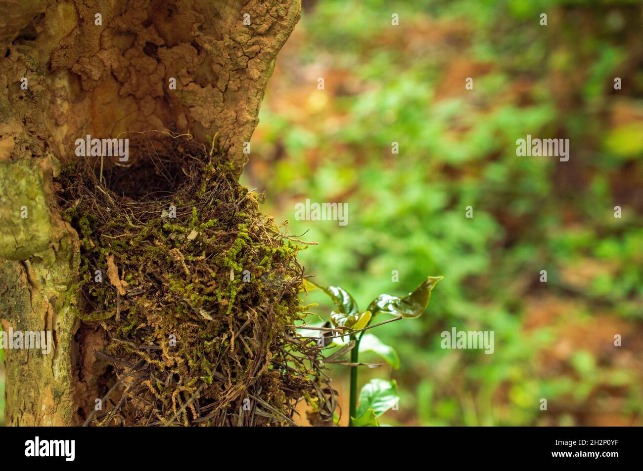 Kaffeepflanze ist ein tropischer immergrüner Strauch. Der Name Kaffee bezieht sich auf die Frucht (Bohnen) des Baumes und auf das Getränk, das aus den Bohnen gebraut wird. Stockfoto