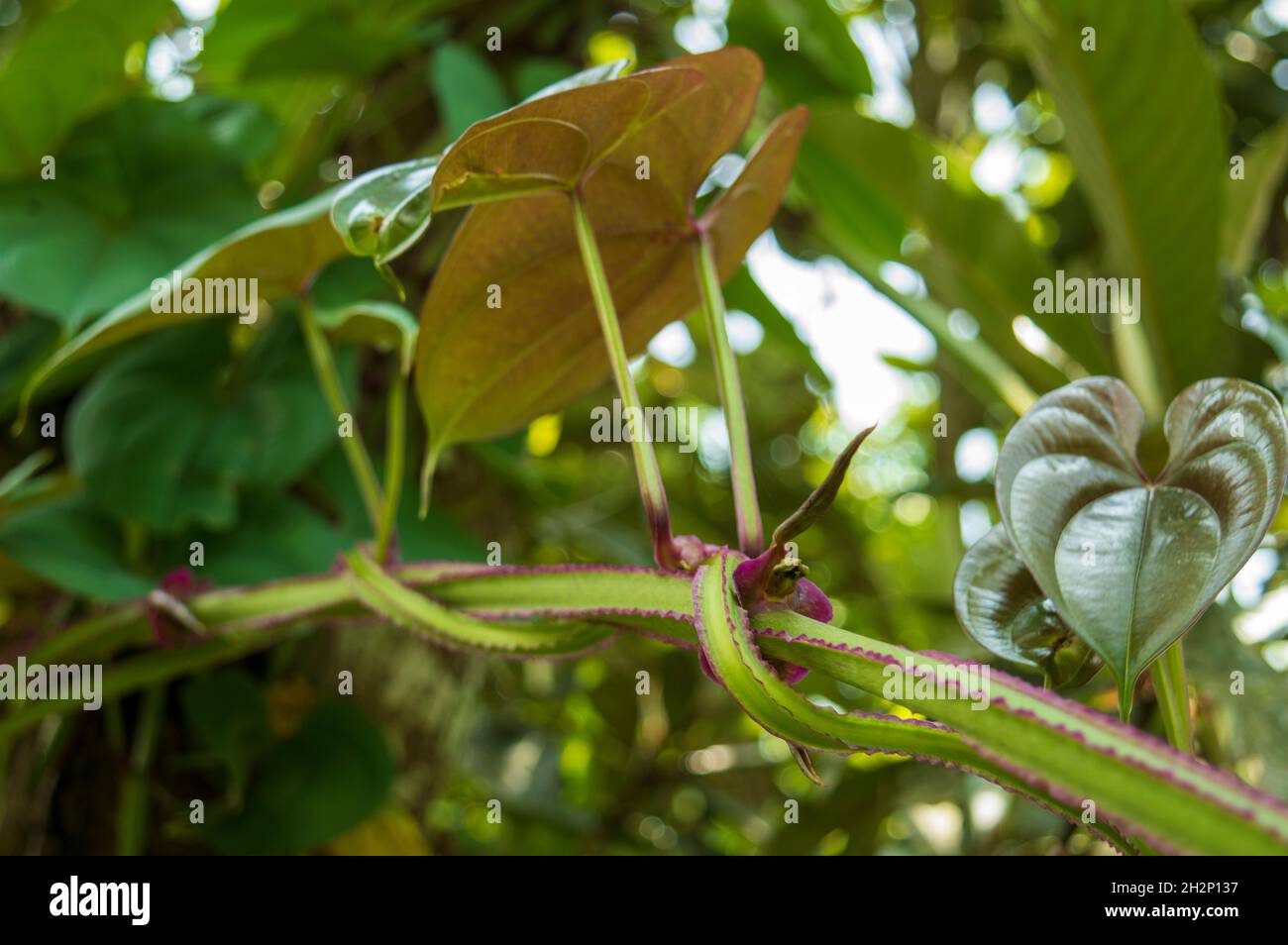 Kletterpflanzen sind Pflanzen, die sich an einer äußeren Stütze wie Wand, Baum, Zaun anhängen, wenn sie heranwächst. Hier ein grün-violett gestielter Kletterer Stockfoto