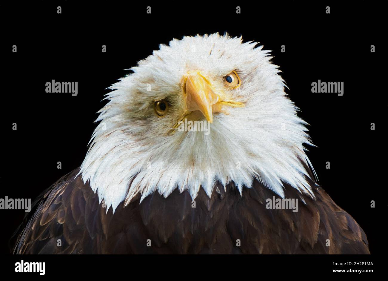 Weißkopfseeadler Porträt auf schwarzem Hintergrund - Digitale Malerei Stockfoto