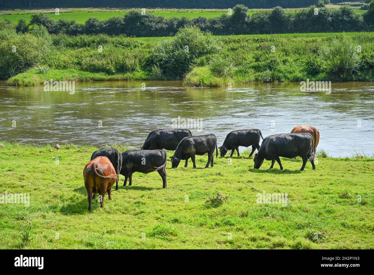 Kühe, Weide, Weser bei Beverungen, Nordrhein-Westfalen, Deutschland Stockfoto