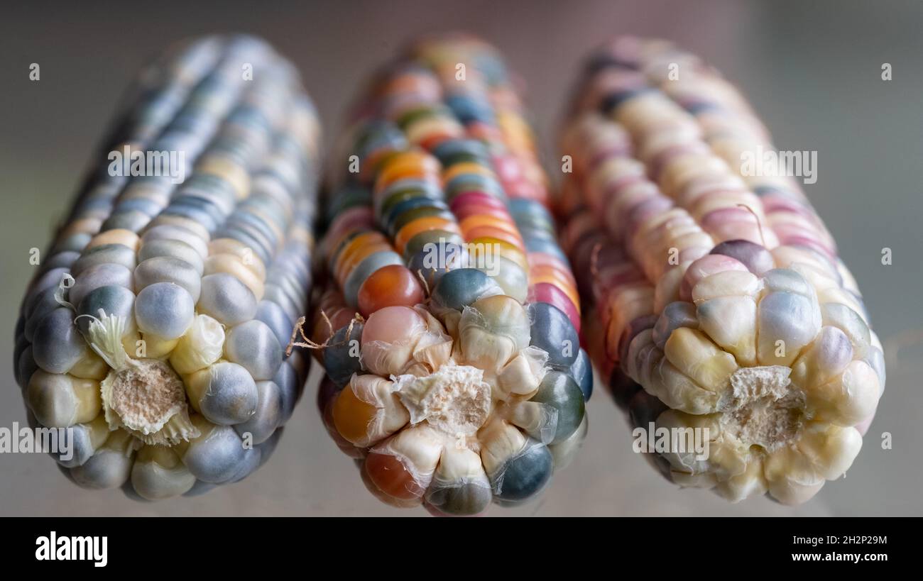 Makrofoto von Zea Mays Edelstein-Glas-Maiskolben mit regenbogenfarbenen Körnern, gewachsen auf einer Zuteilung in London, Großbritannien. Stockfoto