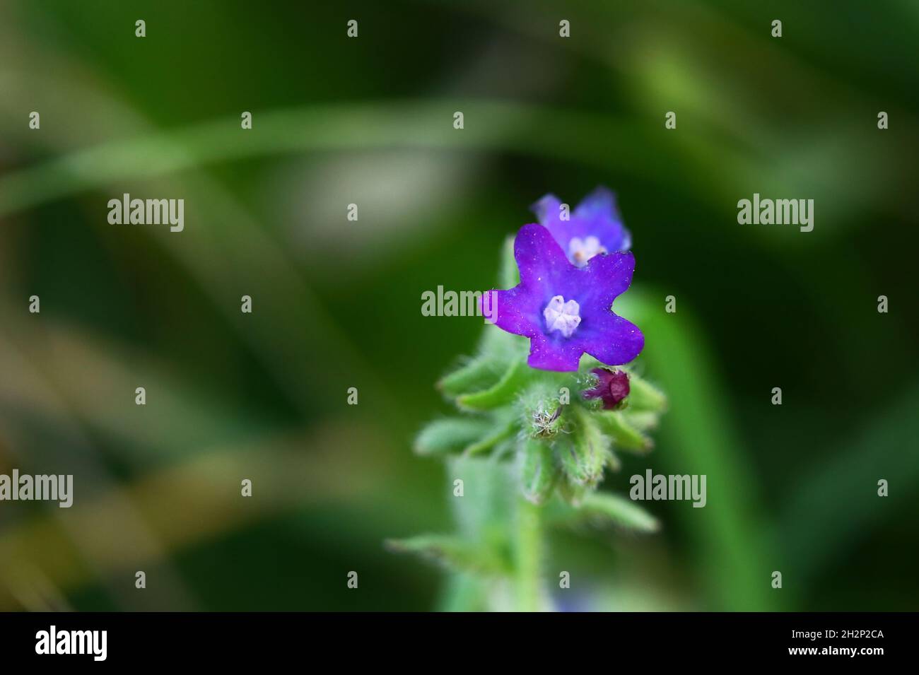 Violette Blüte der Anchusa officinalis, der gewöhnliche Bugloss. Stockfoto