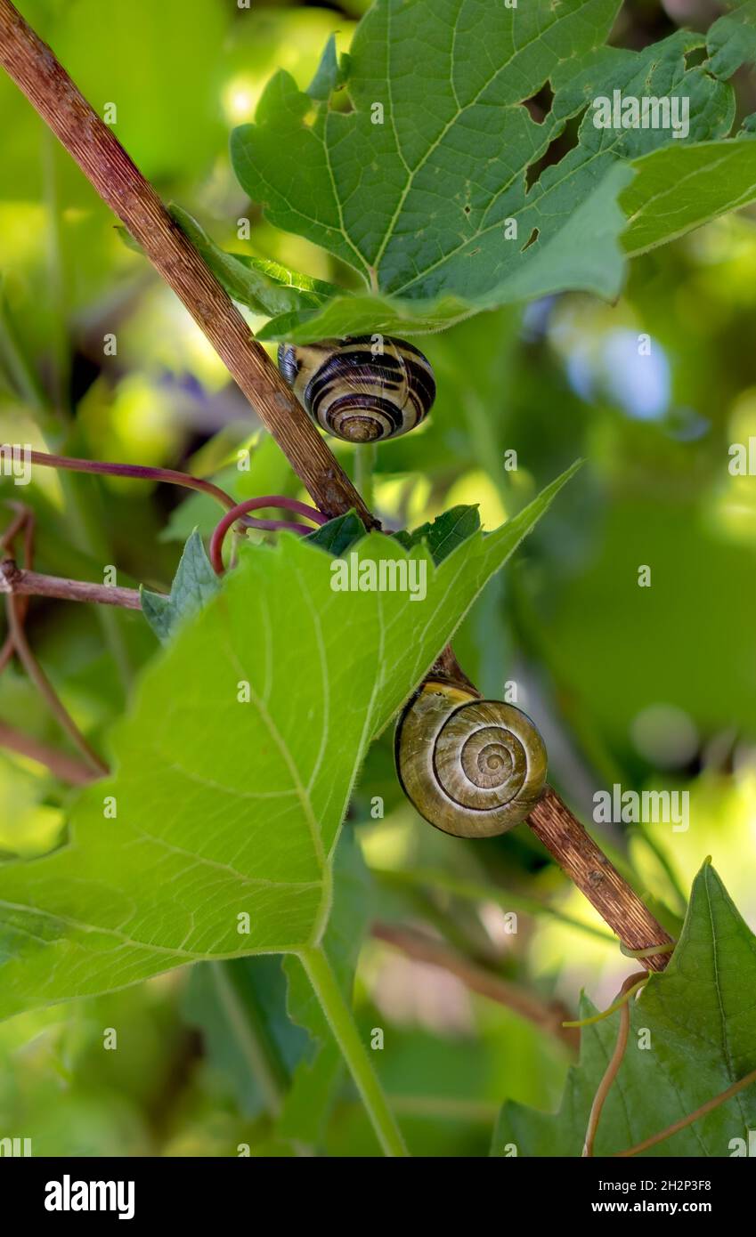 Zwei Schnecken auf den Blättern der Weintraube. Vitis vinifera. Stockfoto