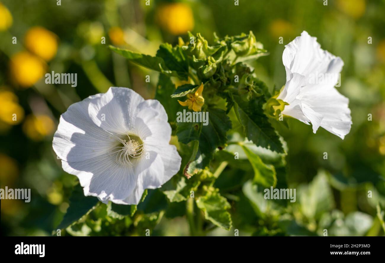 Auf der Sommerwiese blühen weiße Malchen. Malva sylvestris. Stockfoto