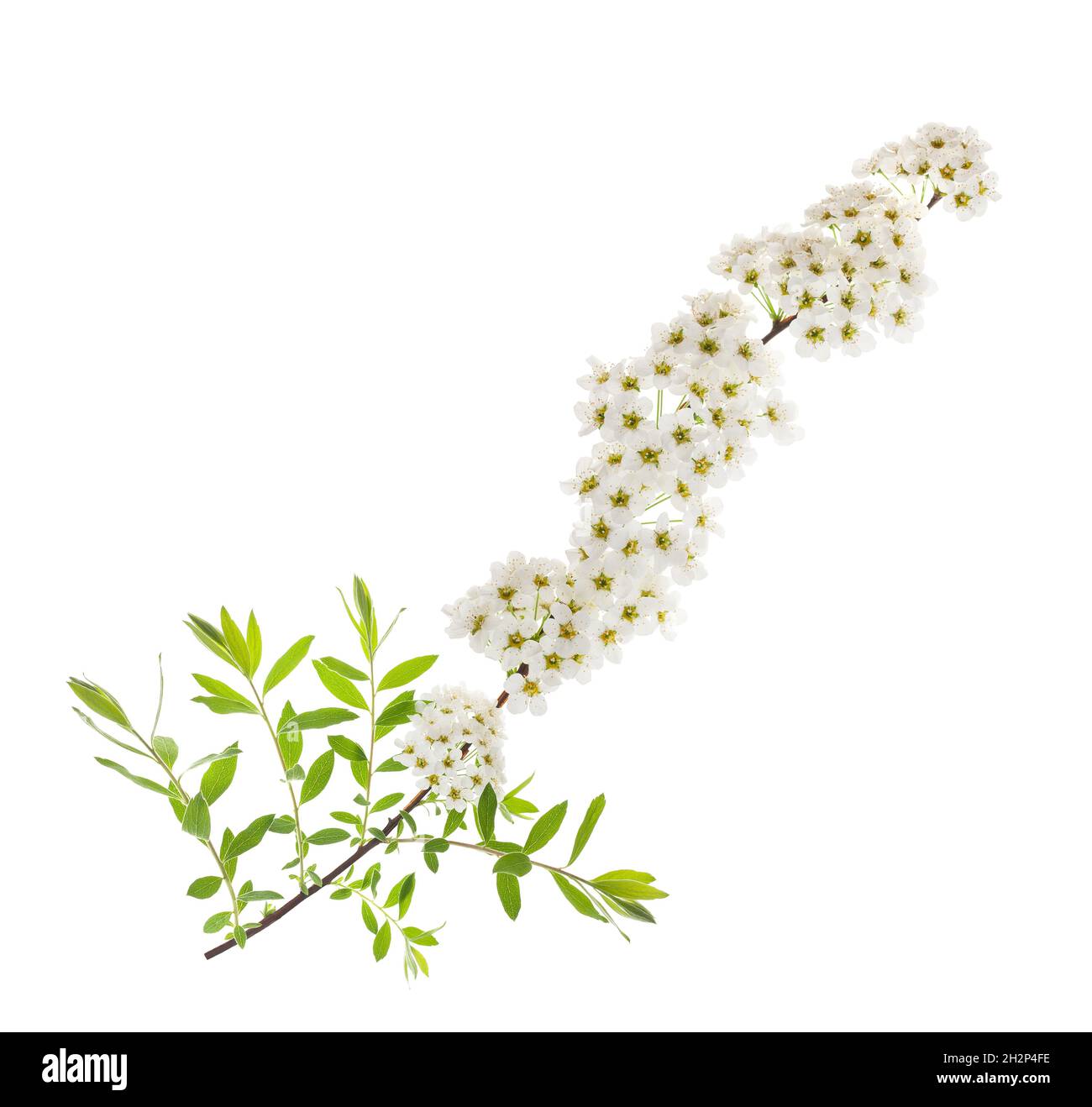 Spirea Blüten isoliert auf weißem Hintergrund Stockfoto