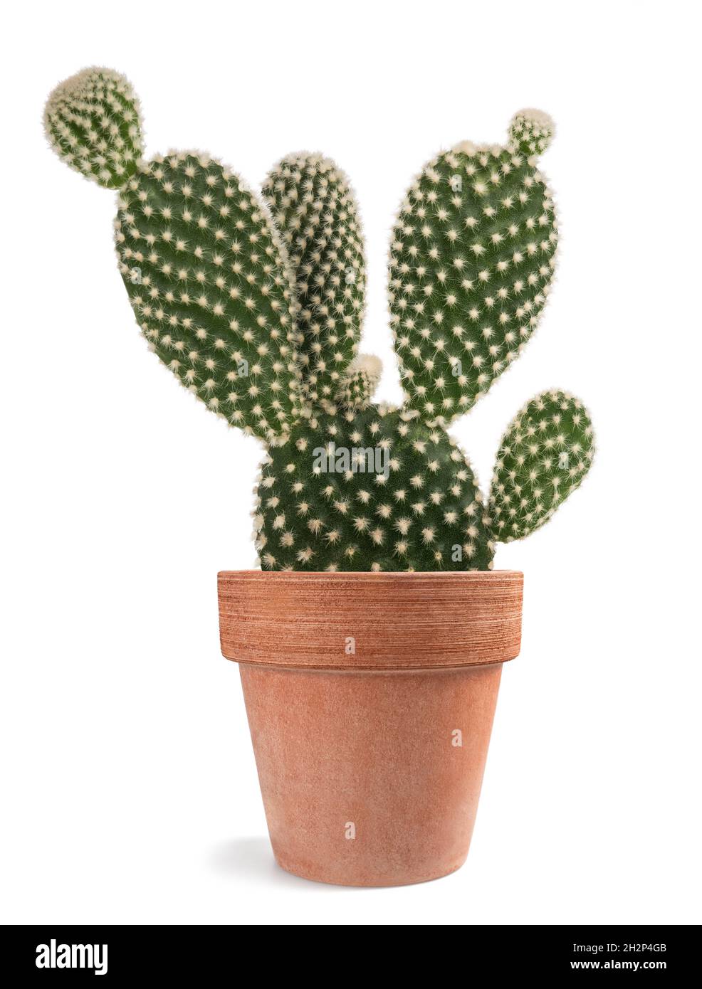 Hasen Ohren Kaktus in Vase isoliert auf weiß Stockfoto