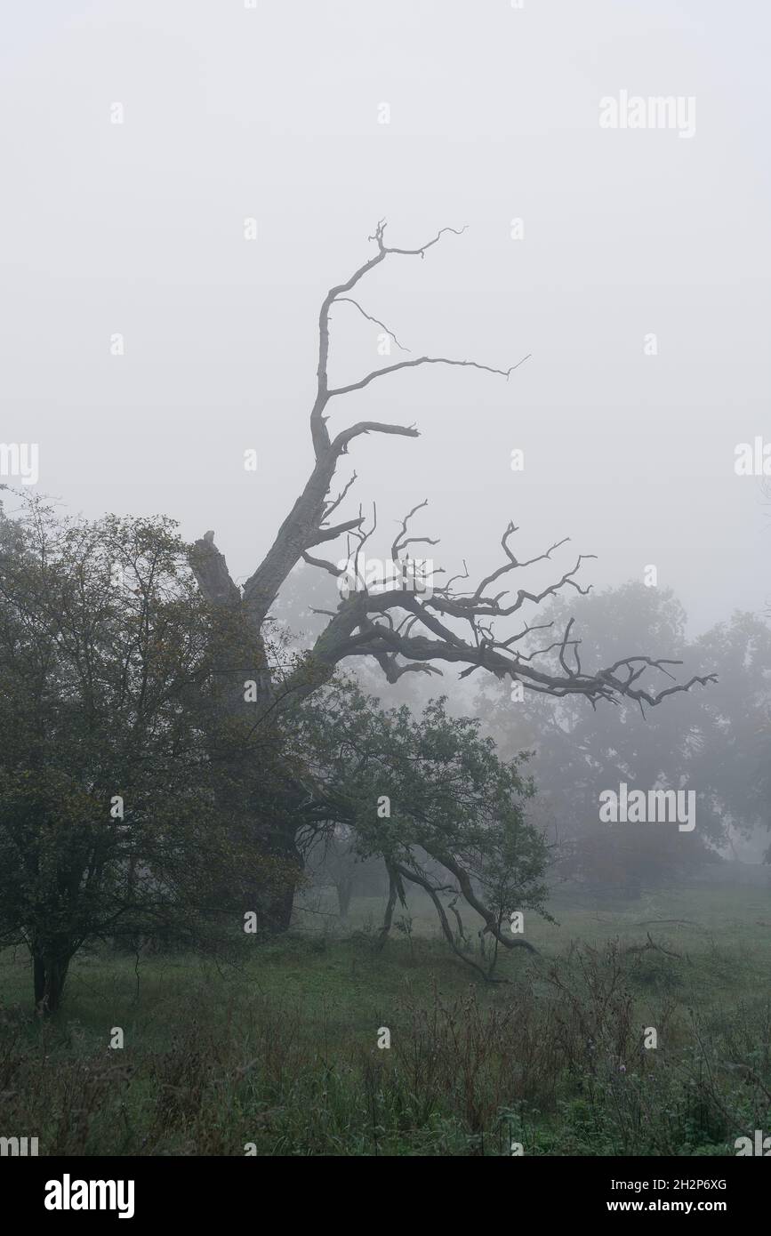 Naturlandschaft im Herrenkrugpark bei Magdeburg mit einer alten toten Eiche im Nebel Stockfoto