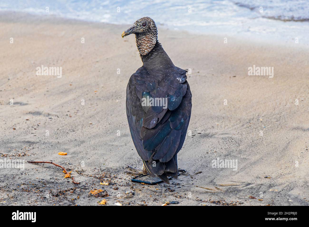 Tropischer Schwarzgeier Coragyps atratus brasiliensis einsam auf dem Botafogo Beach Sand in Rio de Janeiro Brasilien. Stockfoto