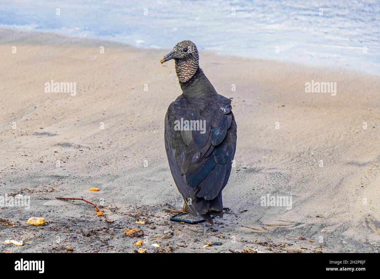 Tropischer Schwarzgeier Coragyps atratus brasiliensis einsam auf dem Botafogo Beach Sand in Rio de Janeiro Brasilien. Stockfoto
