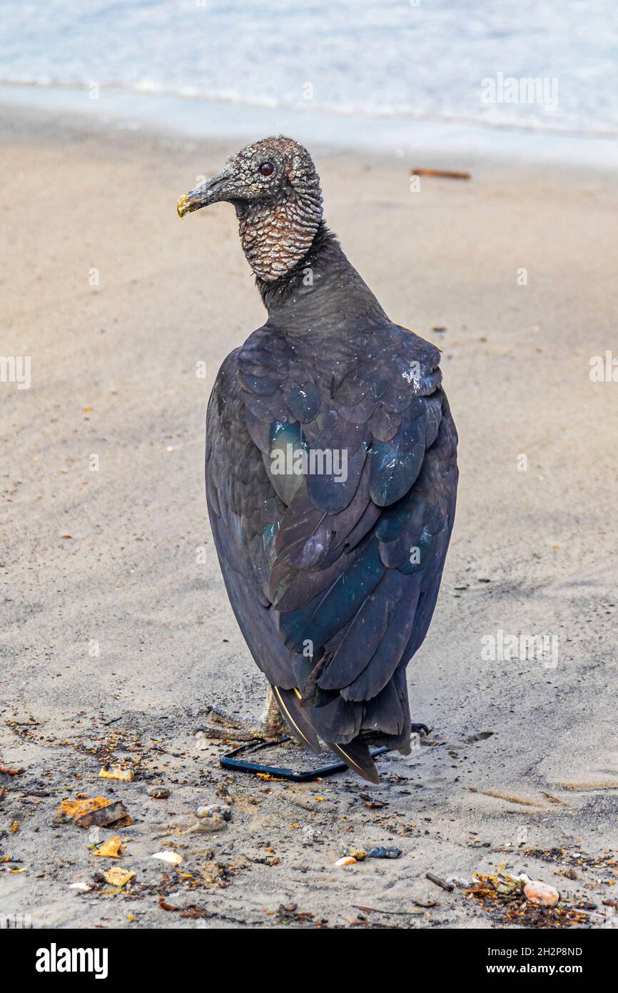 Tropischer Schwarzgeier Coragyps atratus brasiliensis einsam auf dem Botafogo Beach Sand in Rio de Janeiro Brasilien. Stockfoto