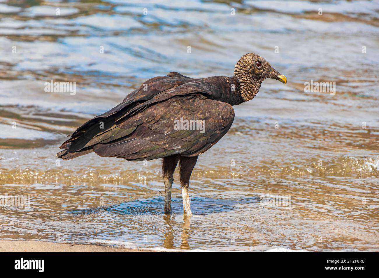 Tropischer Schwarzgeier Coragyps atratus brasiliensis einsam auf dem Botafogo Beach Sand in Rio de Janeiro Brasilien. Stockfoto