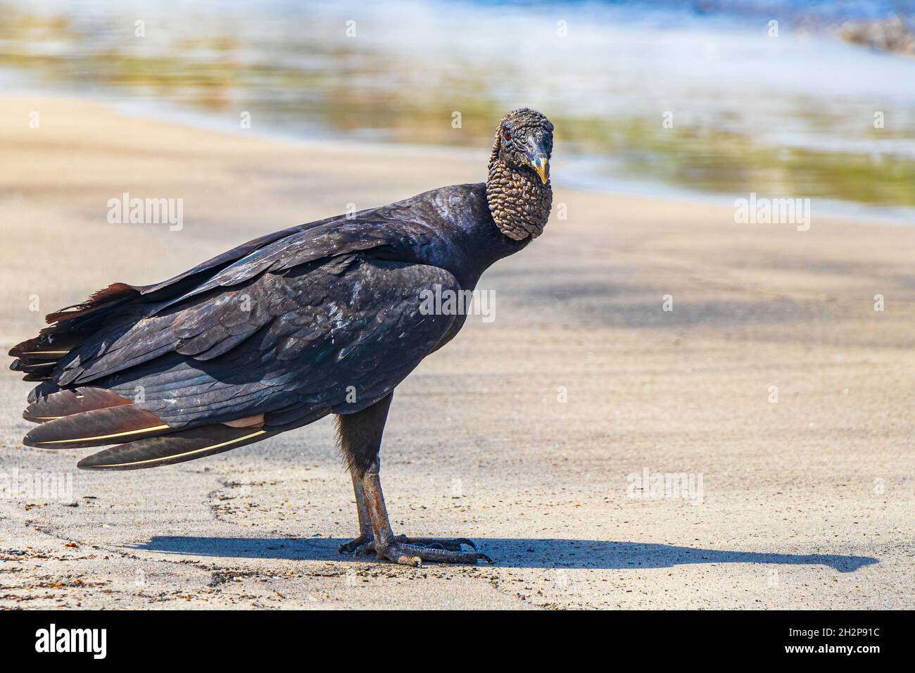 Tropischer Schwarzgeier Coragyps atratus brasiliensis einsam auf dem Botafogo Beach Sand in Rio de Janeiro Brasilien. Stockfoto