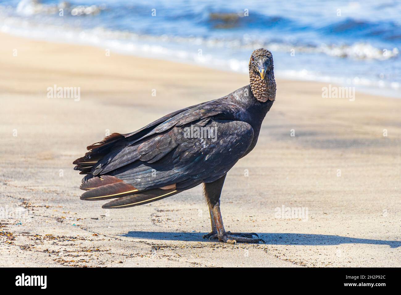 Tropischer Schwarzgeier Coragyps atratus brasiliensis einsam auf dem Botafogo Beach Sand in Rio de Janeiro Brasilien. Stockfoto