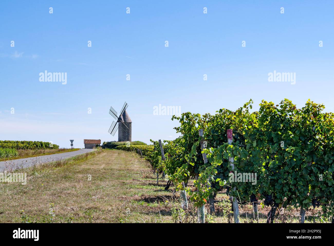 Der AOC Loupiac ist ein französisches Weingebiet, das vor allem für seine süßen Weißweine bekannt ist - und direkt gegenüber von Sauternes Stockfoto