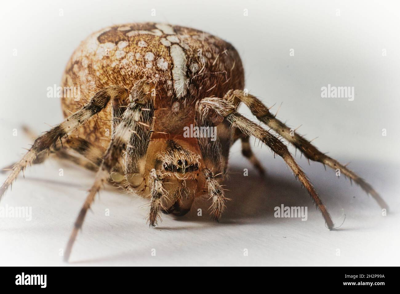 Spider Makro Stockfoto