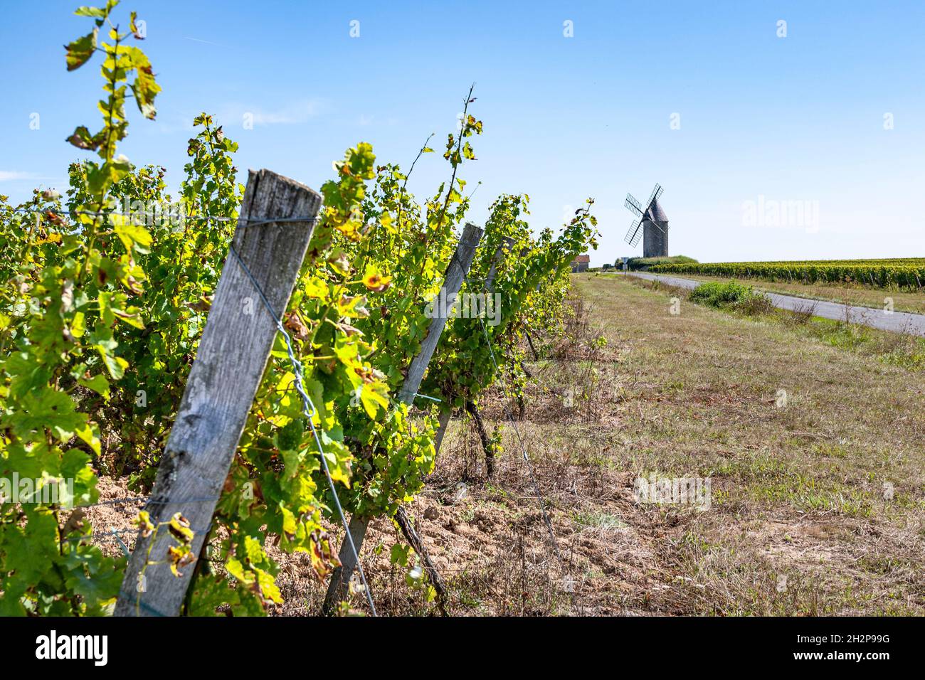 Der AOC Loupiac ist ein französisches Weingebiet, das vor allem für seine süßen Weißweine bekannt ist - und direkt gegenüber von Sauternes Stockfoto