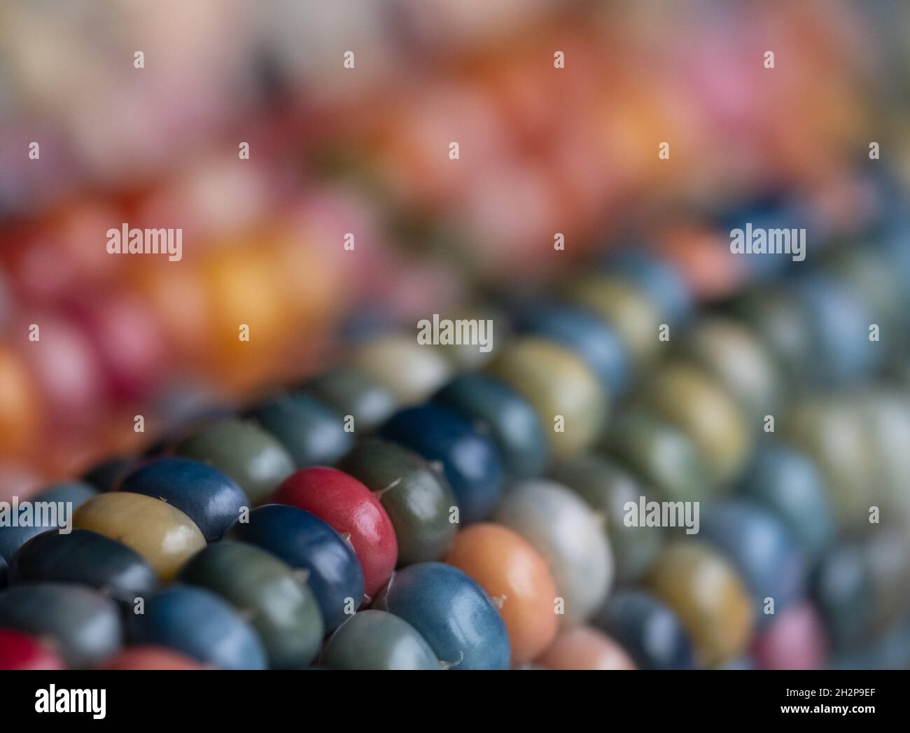 Makrofoto von Zea Mays Edelstein-Glas-Maiskolben mit regenbogenfarbenen Körnern, gewachsen auf einer Zuteilung in London, Großbritannien. Stockfoto