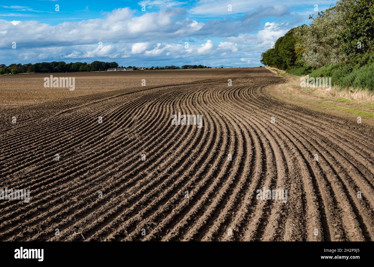 Pflügen regelmäßige Linien von gekrümmten Furchen oder Graten im Boden im Erntefeld an sonnigen Tagen, East Lothian, Schottland, Großbritannien Stockfoto