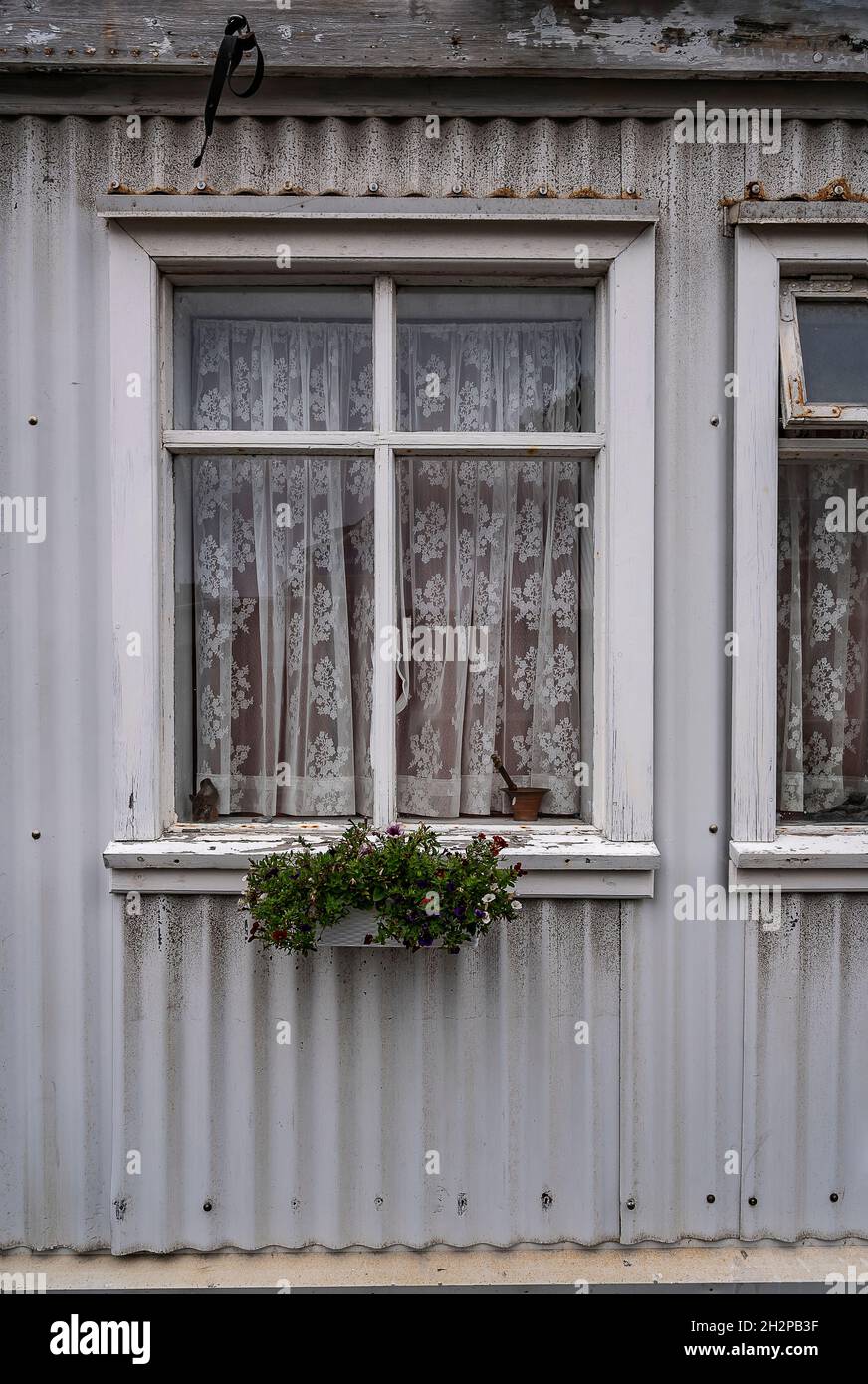 Wohnfenster mit Spitzenvorhängen in der Innenstadt von Reykjavik, Island Stockfoto