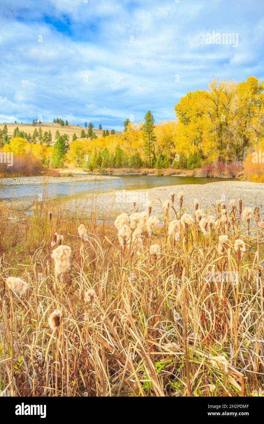Rohrkegel und Herbstfarben entlang des clark Fork River in der Nähe von Bearmouth, montana Stockfoto