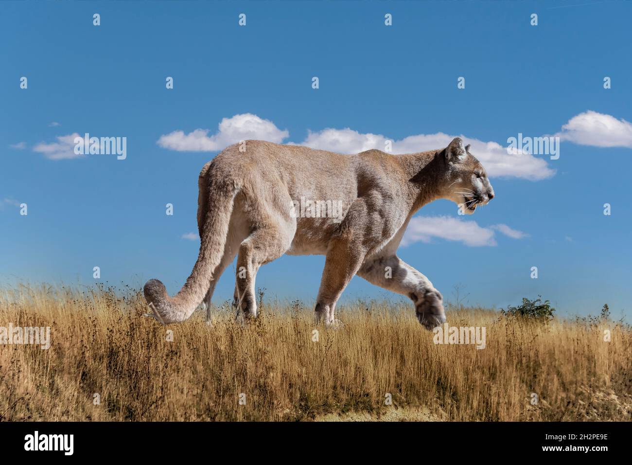 Weibliche Berglöwe, die durch ein trockenes Feld geht. Blauer Himmel Hintergrund. Stockfoto