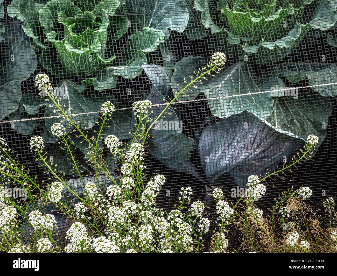 Red Organic Cabbage ‘Klimaro' geschützt vor Kohl-Fliege unter enviromesh-Netz mit 'SWEET ALYSSUM' im Vordergrund. Rotkohl „Klimaro F1“ Stockfoto