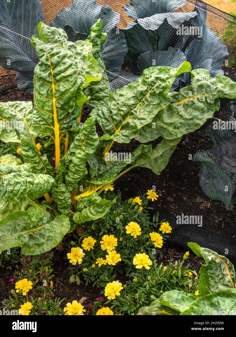 Swiss Chard Yellow Chard 'BRIGHT LIGHTS' Beta vulgaris (Leaf Beet Group) und Ringelblumen mit Red Cabbage ‘Klimaro' unter Netzgeflecht Stockfoto